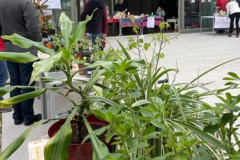Pflanzenmarkt-Foto-1